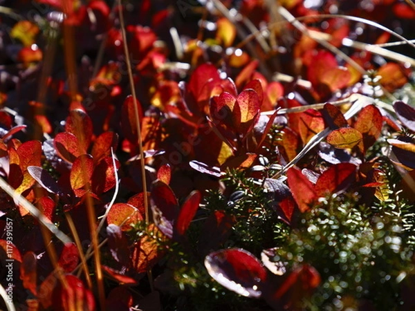 Obraz クロマメノキ