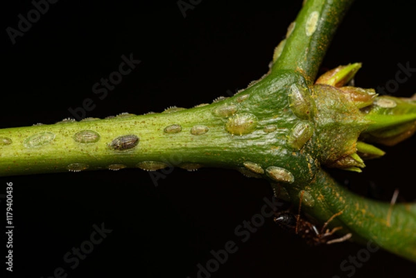 Fototapeta Closeup coffee green scale (Coccus rividis) on the tree, a major pest of coffee crops 