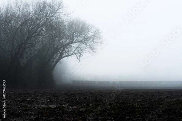 Obraz A mysterious landscape edit of trees silhouetted against the sky field on a bleak moody foggy winters day