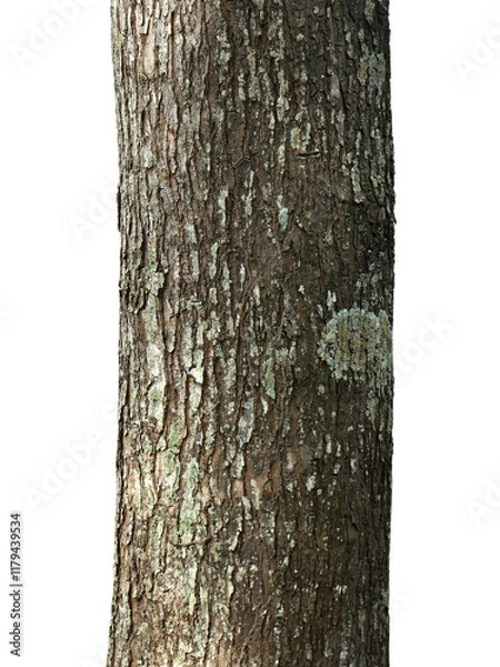 Fototapeta Tree trunk isolated on white background with clipping path.
