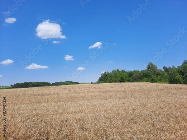 Fototapeta Countryside