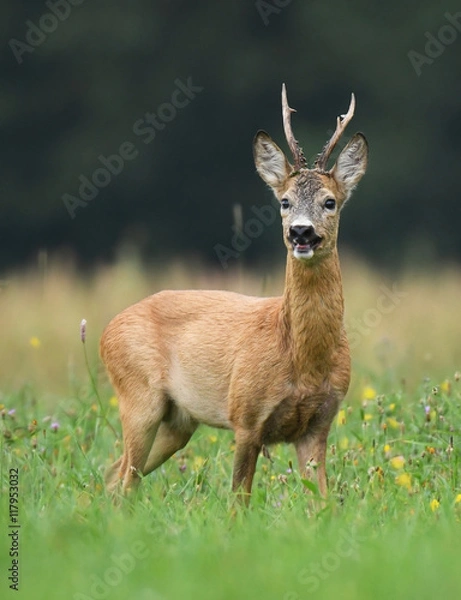 Obraz Roe deer