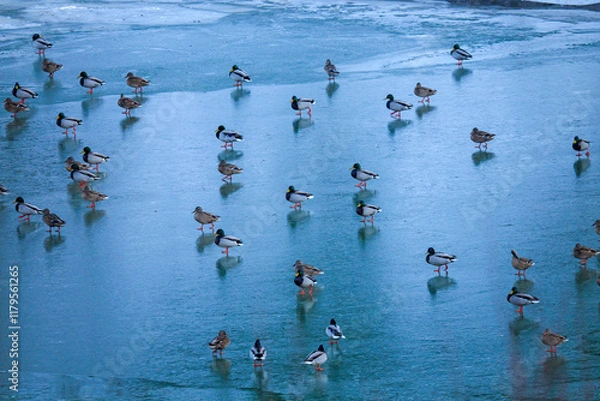 Obraz flock of green-headed ducks on the lake.turkey