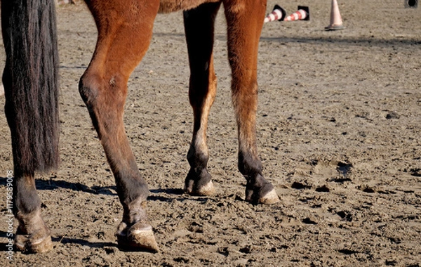 Fototapeta The hooves of a barefoot horse in a training camp