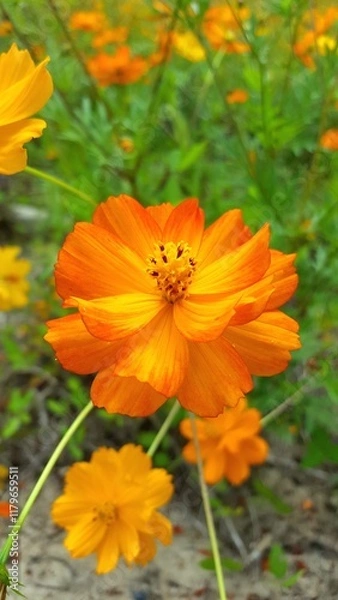 Obraz orange flower