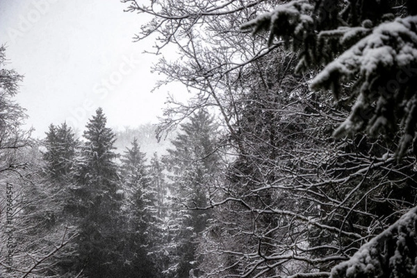 Obraz Bäume im Schnee