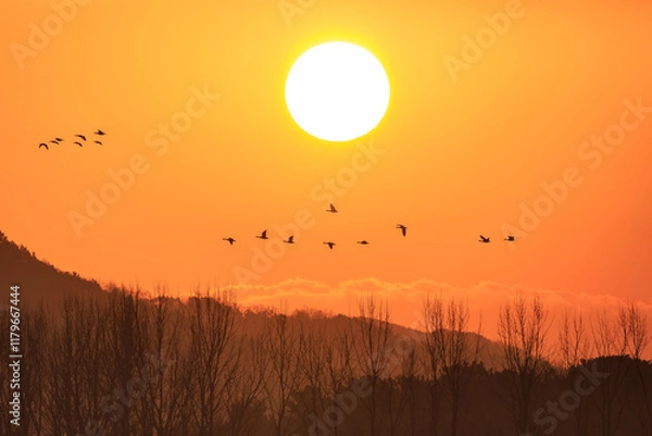 Obraz Tranquil Moments of Nature: Birds, Sunsets, and Serene Landscapes. Winter Morning Landscape of Junam Reservoir in Changwon, South Gyeongsang Province, South Korea