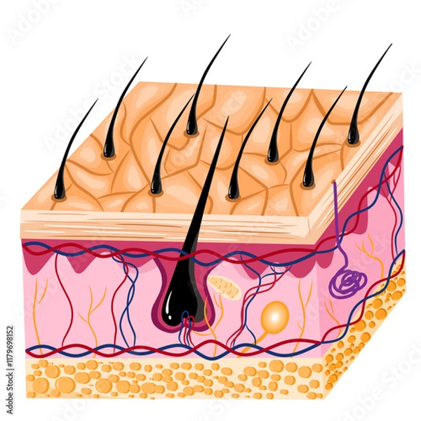 Obraz Anatomical illustration of human skin and hair with a semi realistic flat design style depicting the inner structural layers of the skin