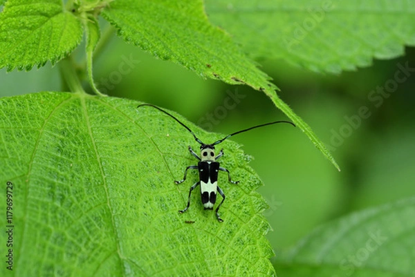 Obraz 小型のカミキリムシ　ラミーカミキリ