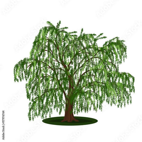 Obraz detached tree willow with leaves