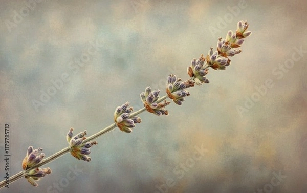Fototapeta A macro image of a lavender sprig with fine textures and tiny buds against a dreamy blurred background