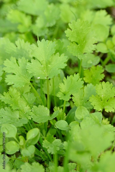 Fototapeta closeup the bunch ripe green coriander plants with leaves growing in the farm field soft focus natural green brown background.