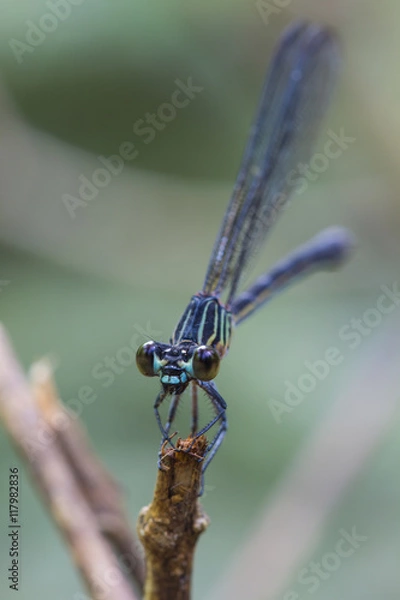 Obraz  dragonfly resting on a branch in forest