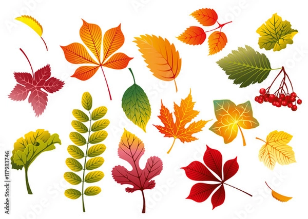 Obraz Herbst / Blätter / Vektor