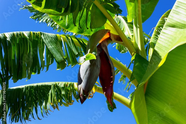 Fototapeta The flower of the banana tree from which small green bananas will grow. Selective focus on banana tree flower.
