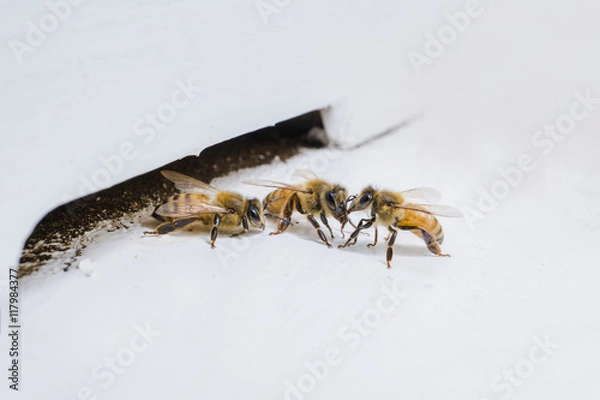 Fototapeta Beekeeping, The bees at front hive entrance, honeycomb in a wooden frame