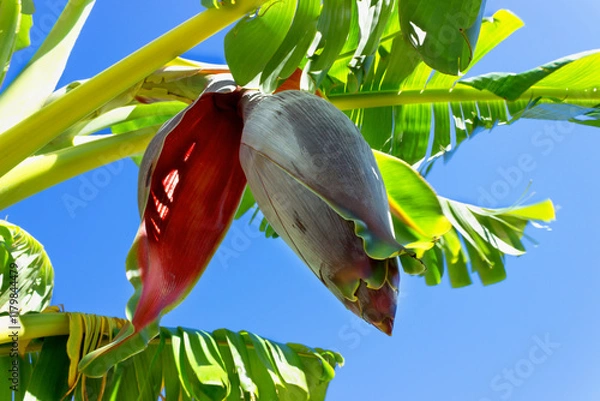 Fototapeta The flower of the banana tree from which small green bananas will grow. Selective focus on banana tree flower.