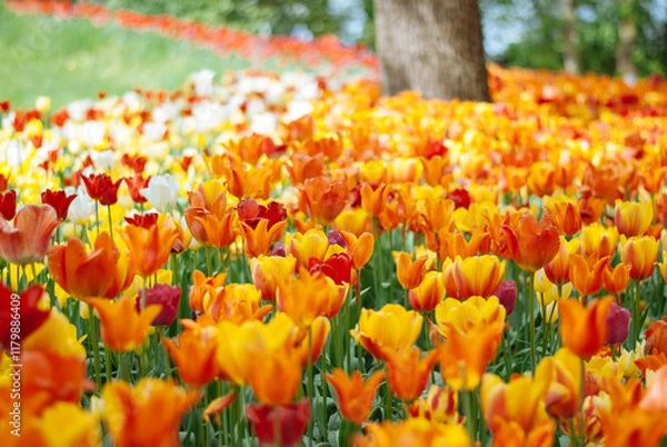 Fototapeta A vibrant field of colorful tulips in full bloom, showcasing a stunning array of red, orange, yellow, and white blossoms against a backdrop of lush green foliage.