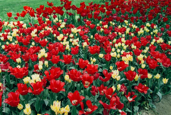 Fototapeta A vibrant field of colorful tulips in full bloom, showcasing a stunning array of red, orange, yellow, and white blossoms against a backdrop of lush green foliage.