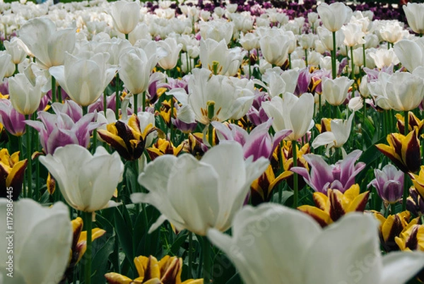 Fototapeta A vibrant field of colorful tulips in full bloom, showcasing a stunning array of red, orange, yellow, and white blossoms against a backdrop of lush green foliage.