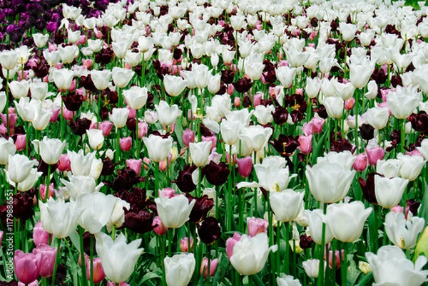 Fototapeta A vibrant field of colorful tulips in full bloom, showcasing a stunning array of red, orange, yellow, and white blossoms against a backdrop of lush green foliage.
