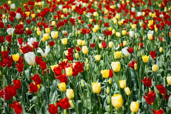 Fototapeta A vibrant field of colorful tulips in full bloom, showcasing a stunning array of red, orange, yellow, and white blossoms against a backdrop of lush green foliage.