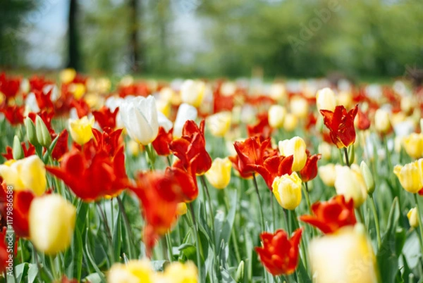Fototapeta A vibrant field of colorful tulips in full bloom, showcasing a stunning array of red, orange, yellow, and white blossoms against a backdrop of lush green foliage.