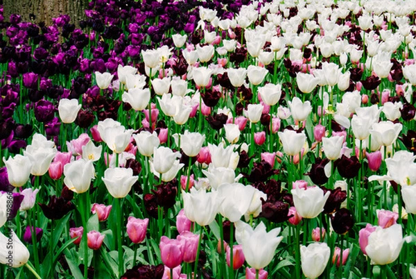 Fototapeta A vibrant field of colorful tulips in full bloom, showcasing a stunning array of red, orange, yellow, and white blossoms against a backdrop of lush green foliage.
