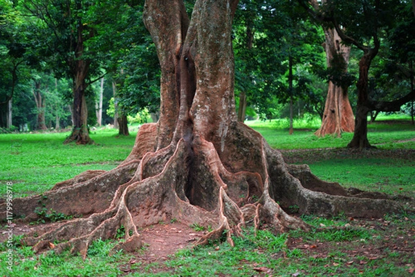Obraz old tree with roots in the park