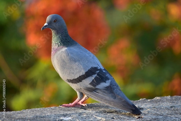 Fototapeta The domestic pigeon is a pigeon subspecies that was derived from the rock dove or rock pigeon. The rock pigeon is the world's oldest domesticated bird. Mesopotamian cuneiform tablets mention the domes