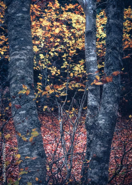 Obraz TRONCOS Y HOJAS