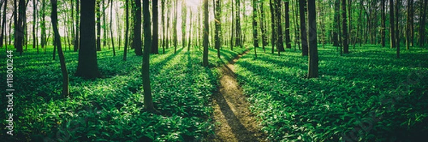 Obraz Spring in the green forest