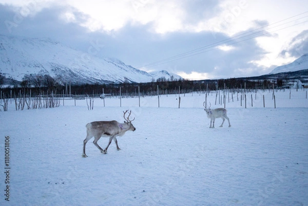 Fototapeta Voyage a tromso Norvège pole nord