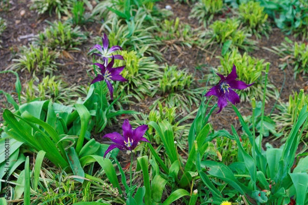Fototapeta Open dark purple tulips in one of the parks