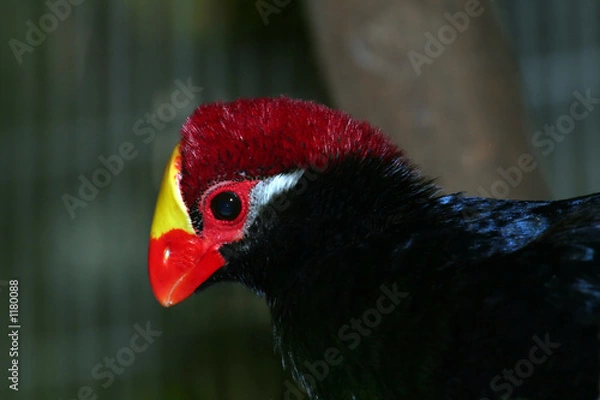 Obraz lady ross's turaco