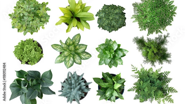 Fototapeta Set Of Various Potted House Plants. Top Plan View. Isolated Template For Interior Scene