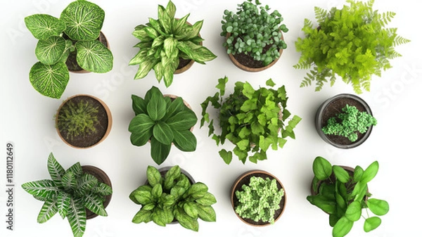 Obraz Set Of Various Potted House Plants. Top Plan View. Isolated Template For Interior Scene