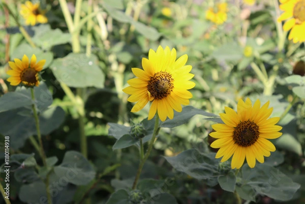 Obraz Colorado Landscape