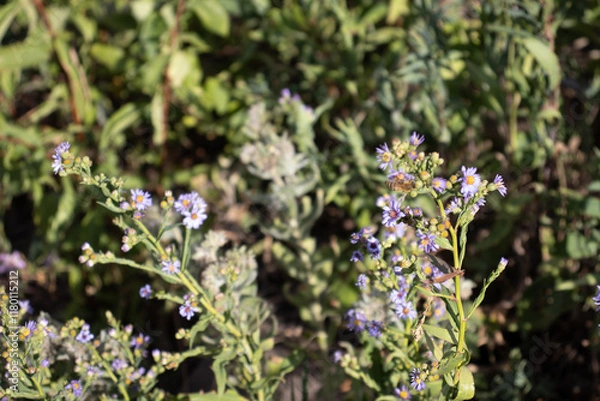 Obraz Colorado Landscape