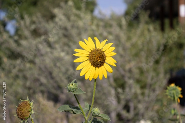 Obraz Colorado Landscape