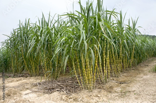 Fototapeta Sugarcane Field