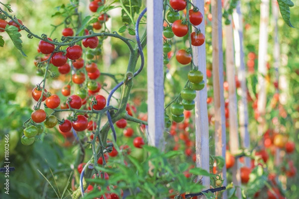 Obraz Tomatoes in the garden
