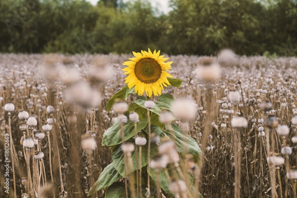 Obraz Lone Sunflower