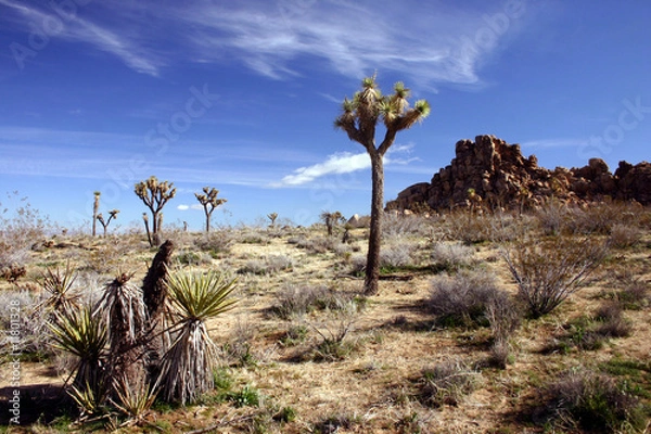 Fototapeta Joshua Tree