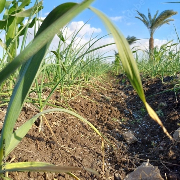 Obraz Garlic in the field