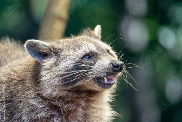 Obraz portrait of a raccoon