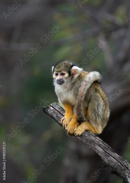 Fototapeta Commio Squirrel monkey on a tree