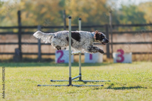 Fototapeta dog of the English Springer Spaniel breed is engaged in obedience