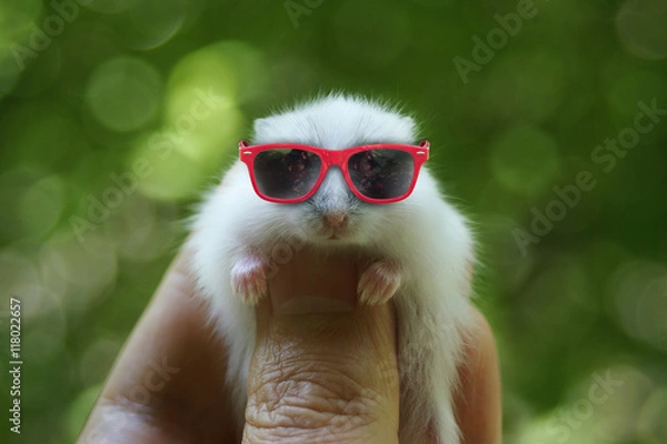 Obraz Hamster with sunglasses