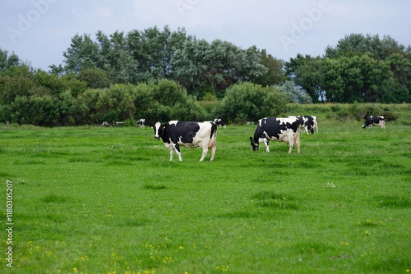 Fototapeta Cattle cow grazing on farmland. Grazing Cows in a Meadow with Grass. Cows Herd on a Grass Field. Mature Cow in a Green Field. Cows Grazing in Natural Pasture. Farm animals. Cows and calves grazing.
